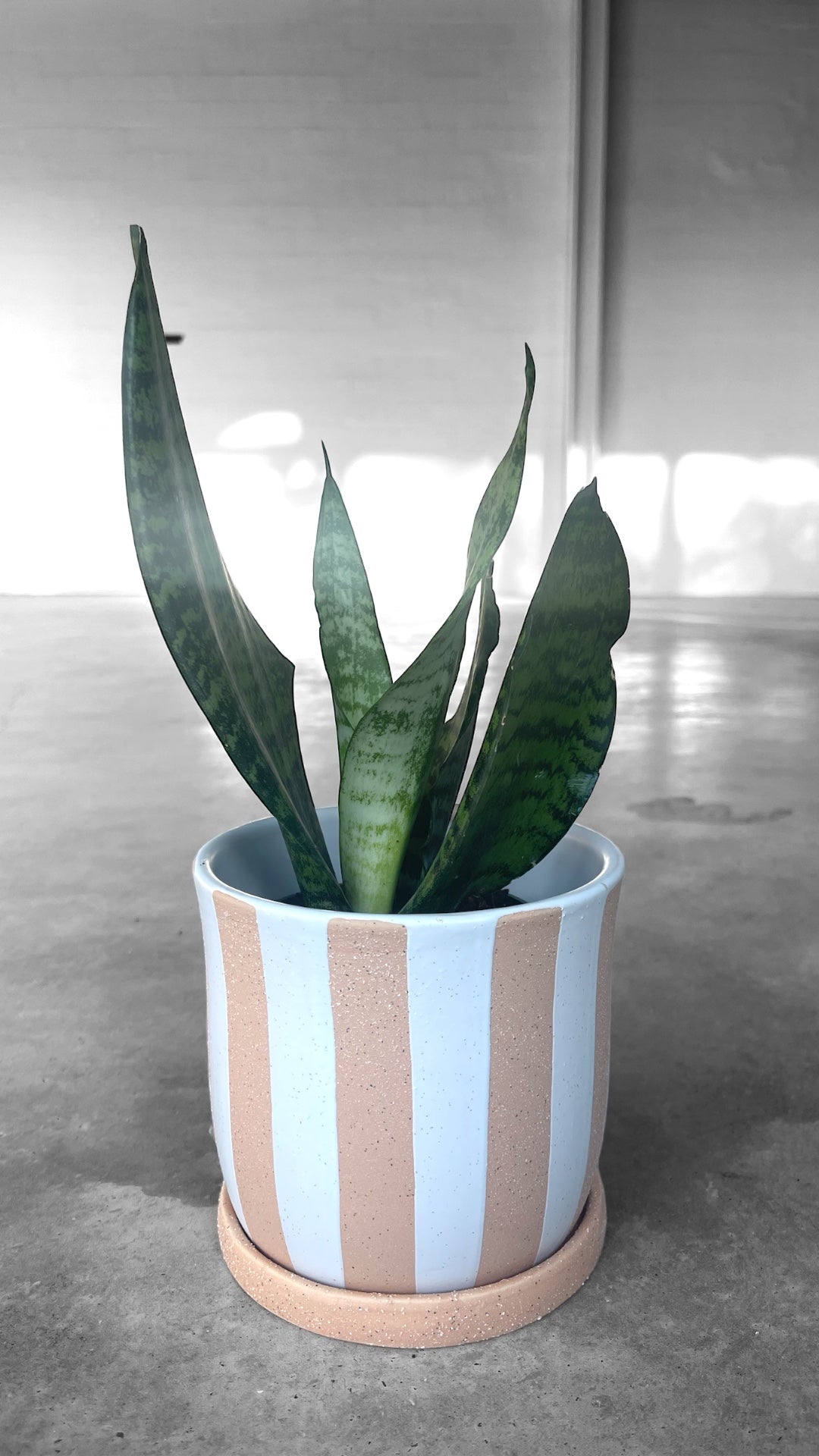 snake plant ceramic pot Snake Plant in Striation Planter
