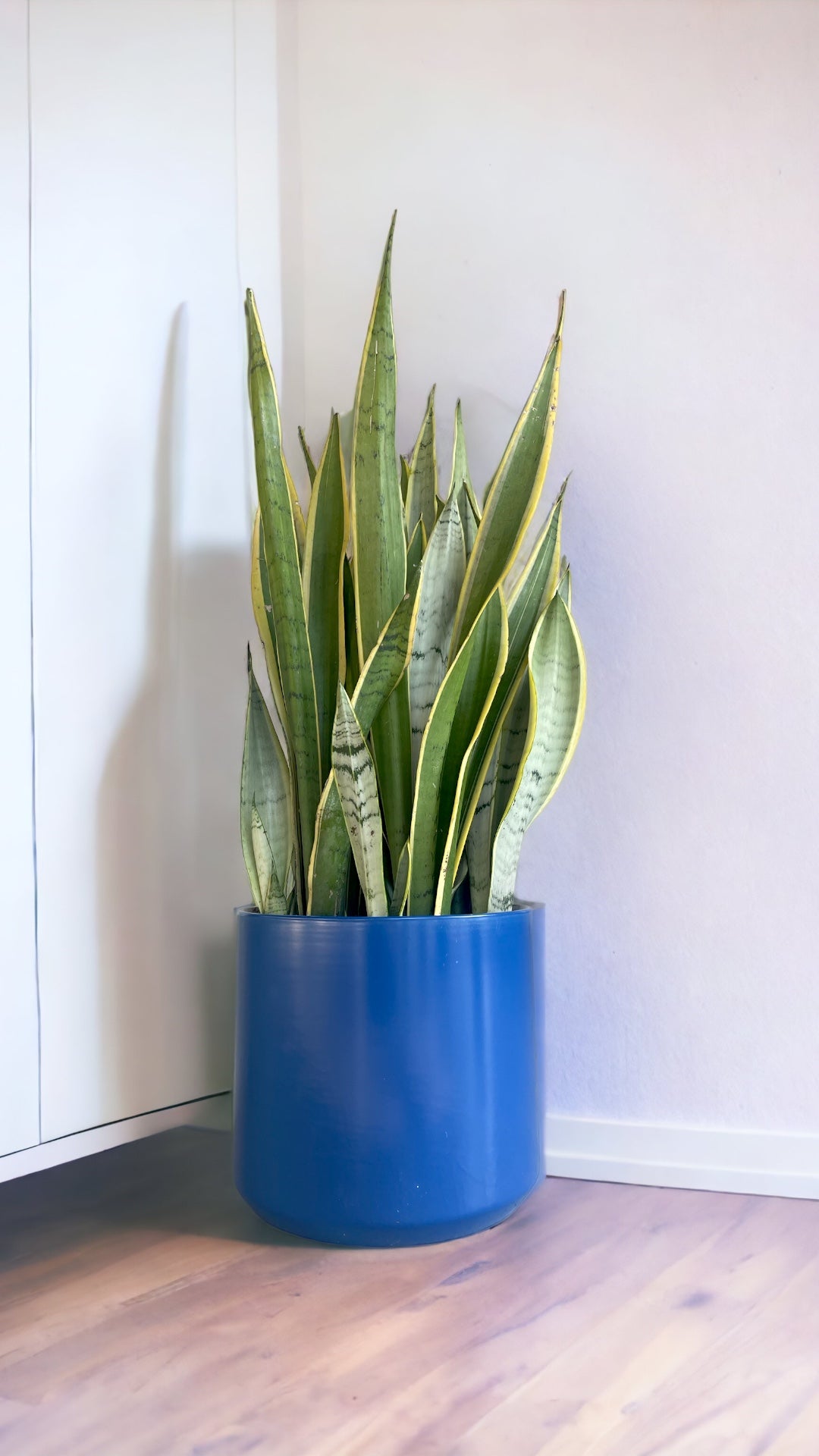 snake plant in blue pot Snake Plant in Ultramarine Planter