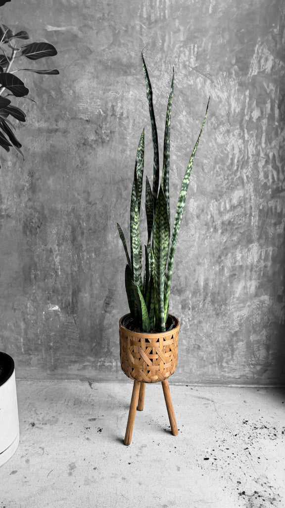 Snake Plant in Rattan Stand