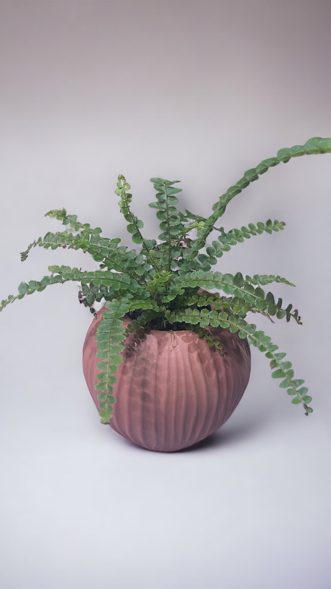 Cove Planter || Vicolo Bianco main image 1