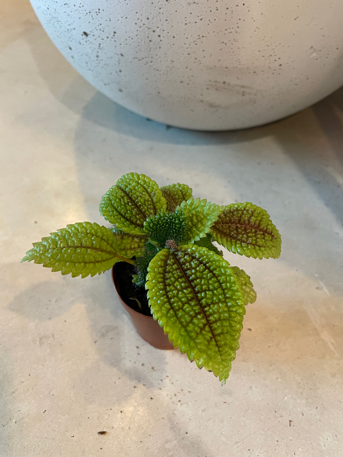 Pilea moon valley Plant Party