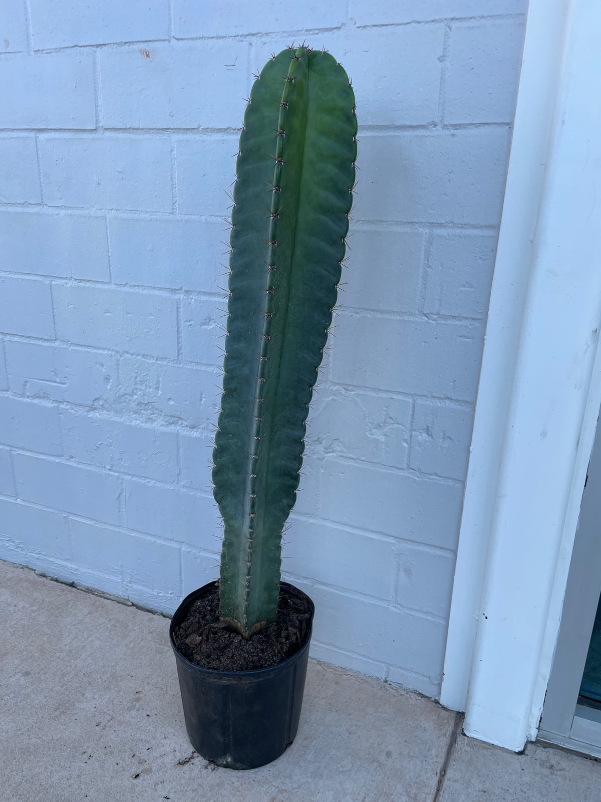 Peruvian Apple cactus