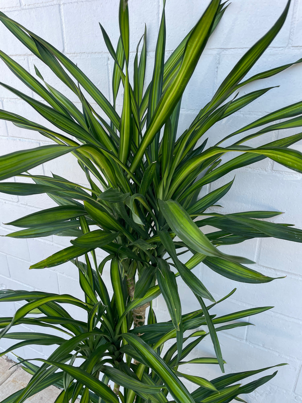 Dracaena Rikki