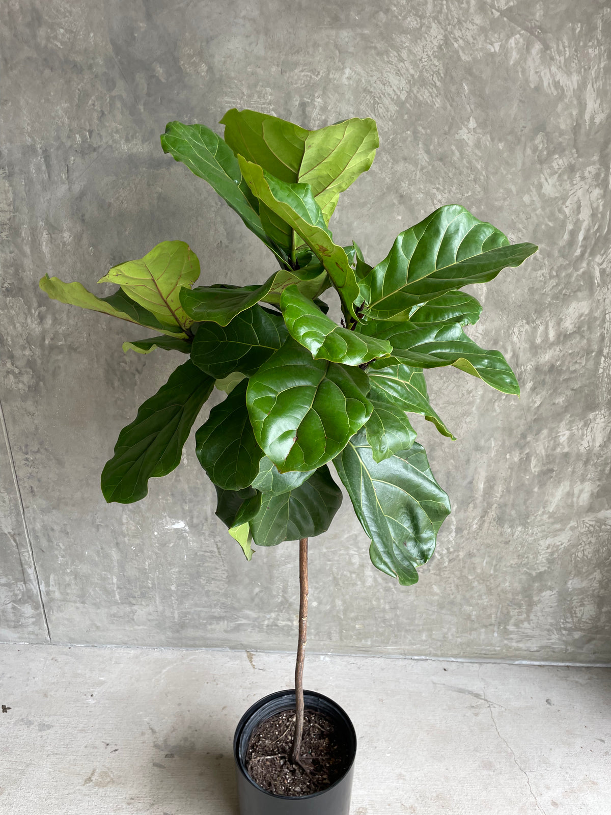 average price fiddle leaf fig Fiddle Leaf Fig Standard