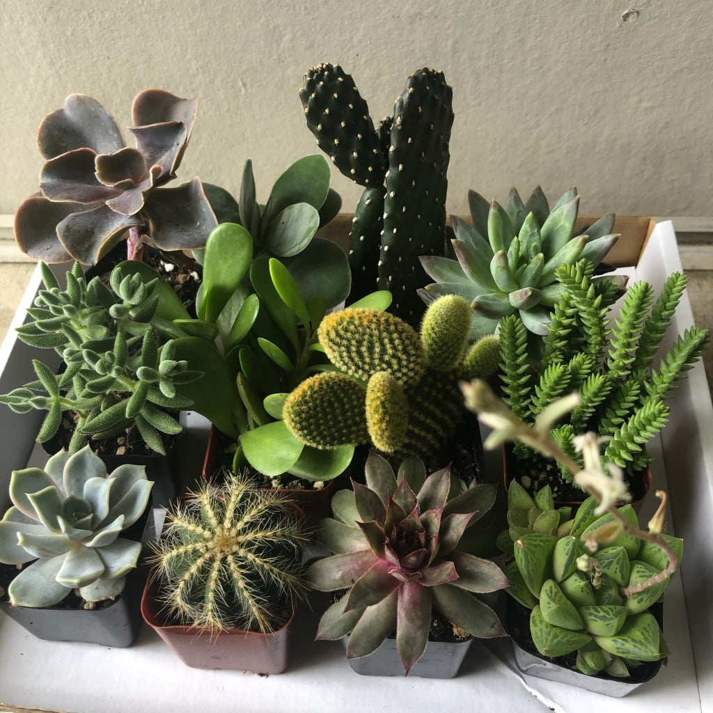 Box Of 12 Succulents/cacti Houseplant
