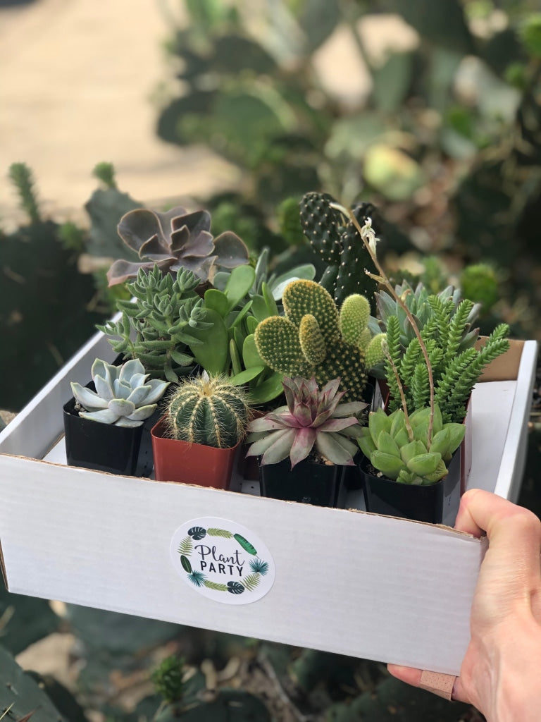 succulents in a box Box of 12 Succulents/Cacti