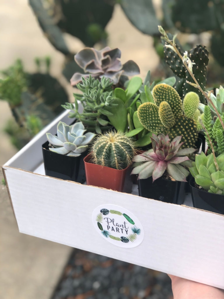 Box of 12 Succulents/Cacti