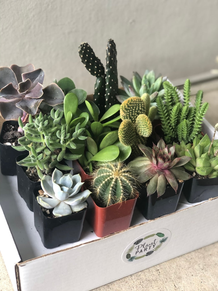 Succulent Box - Variety of 12 factory