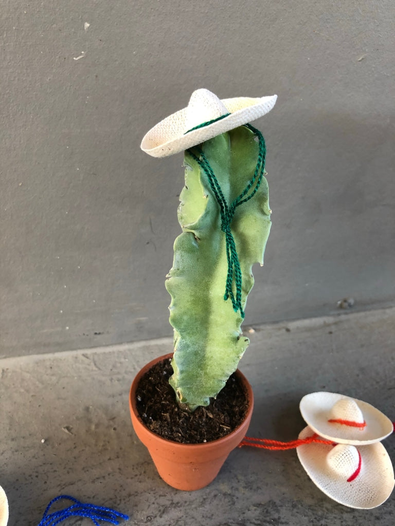 Cacti Rico (Choose Uno Dos Tres Amigos) Houseplant
