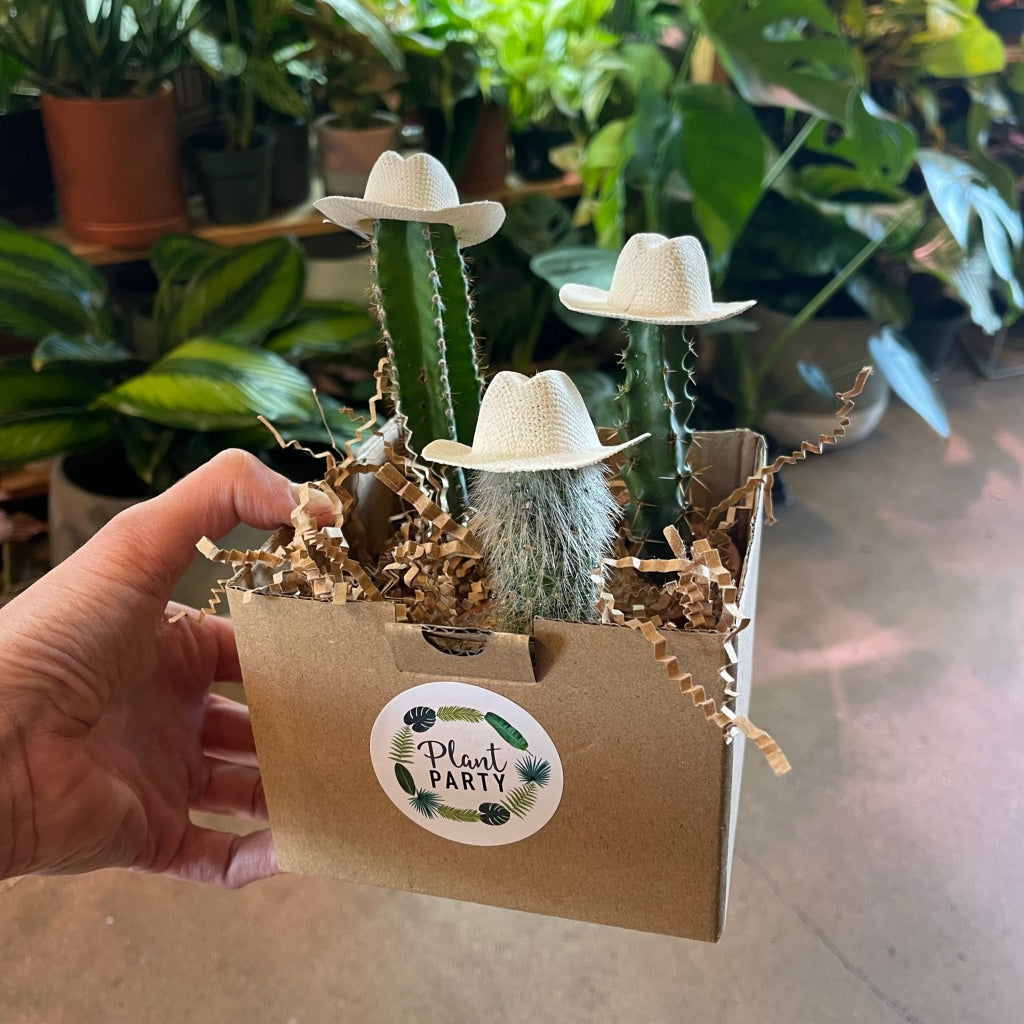 Cowboy Cacti Trio