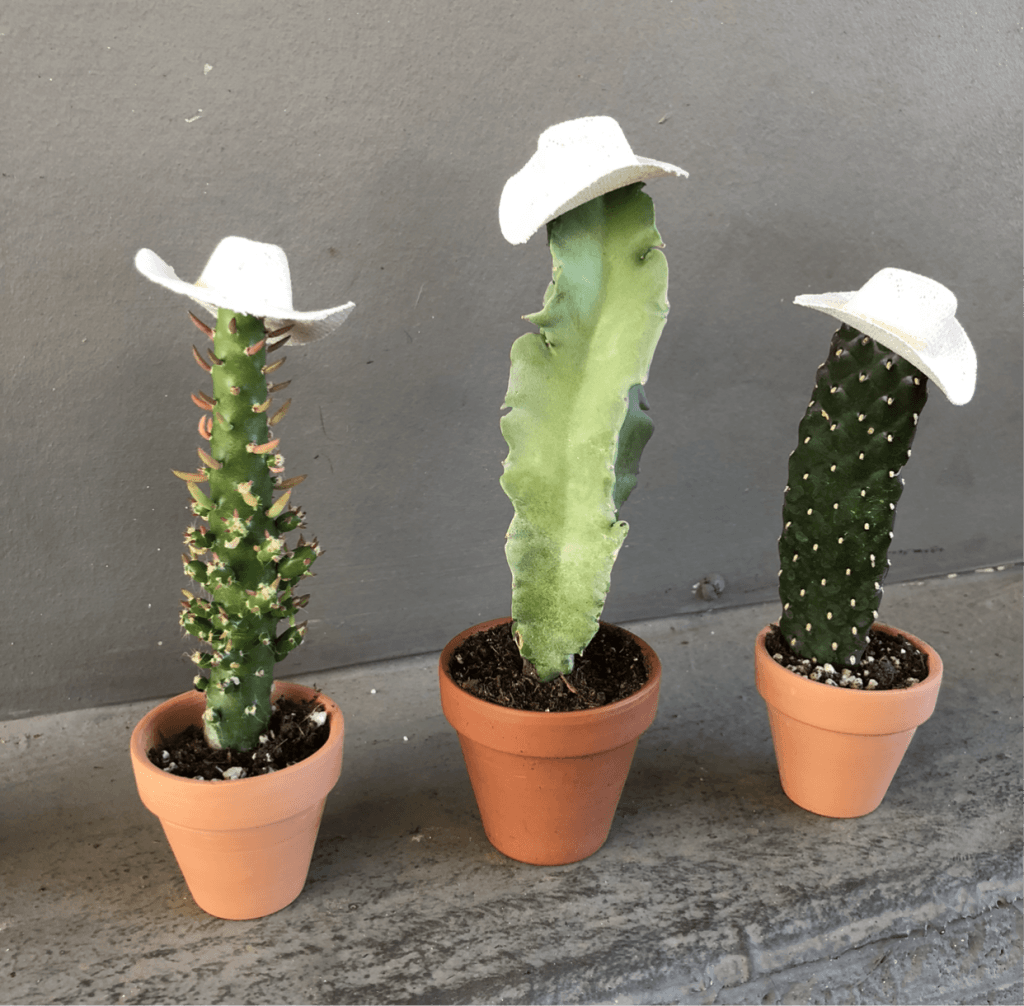 Cactus, Desert Plant, Western, Cowboy