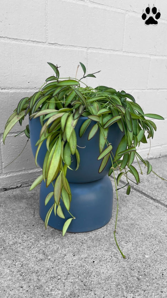 hour glass plant pot Hoya Kentiana in Hour Glass Planter
