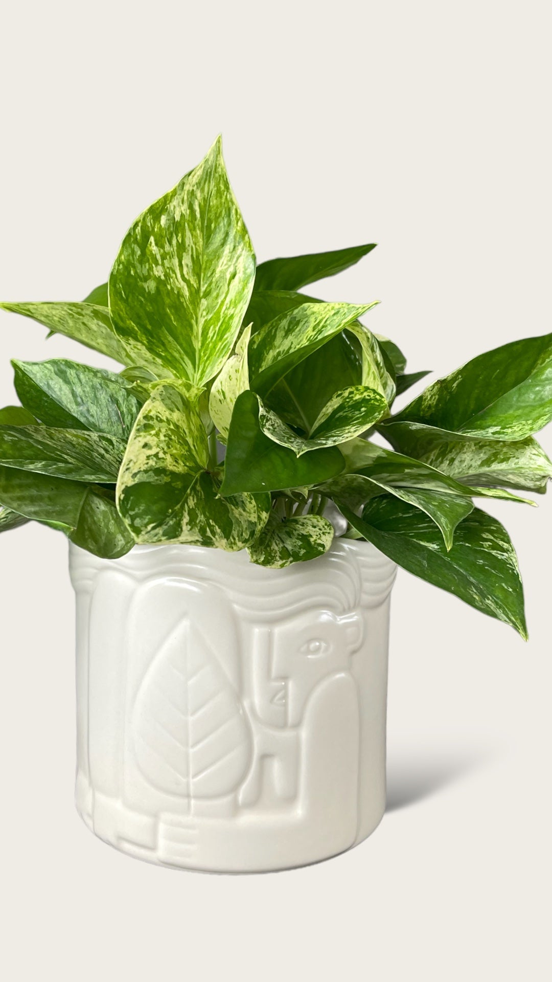 pothos in planter Pothos in the Hug Planter