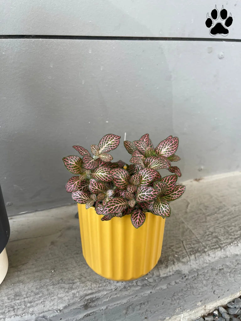 Nerve Plant in Mustard Planter Plant Party