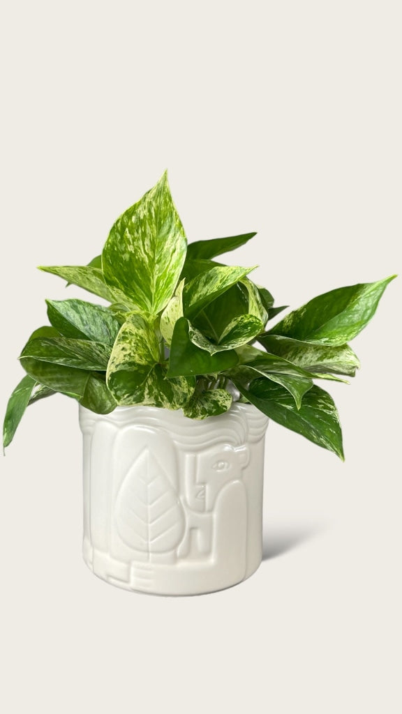 Pothos in the Hug Planter