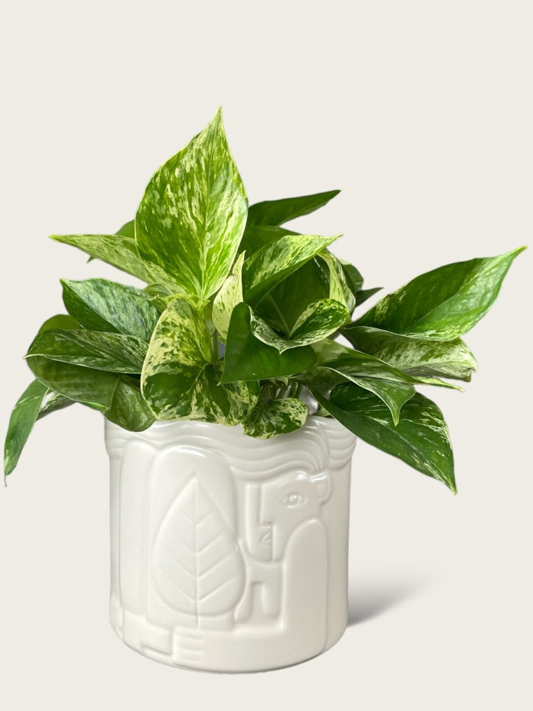 planter pothos Pothos in the Hug Planter