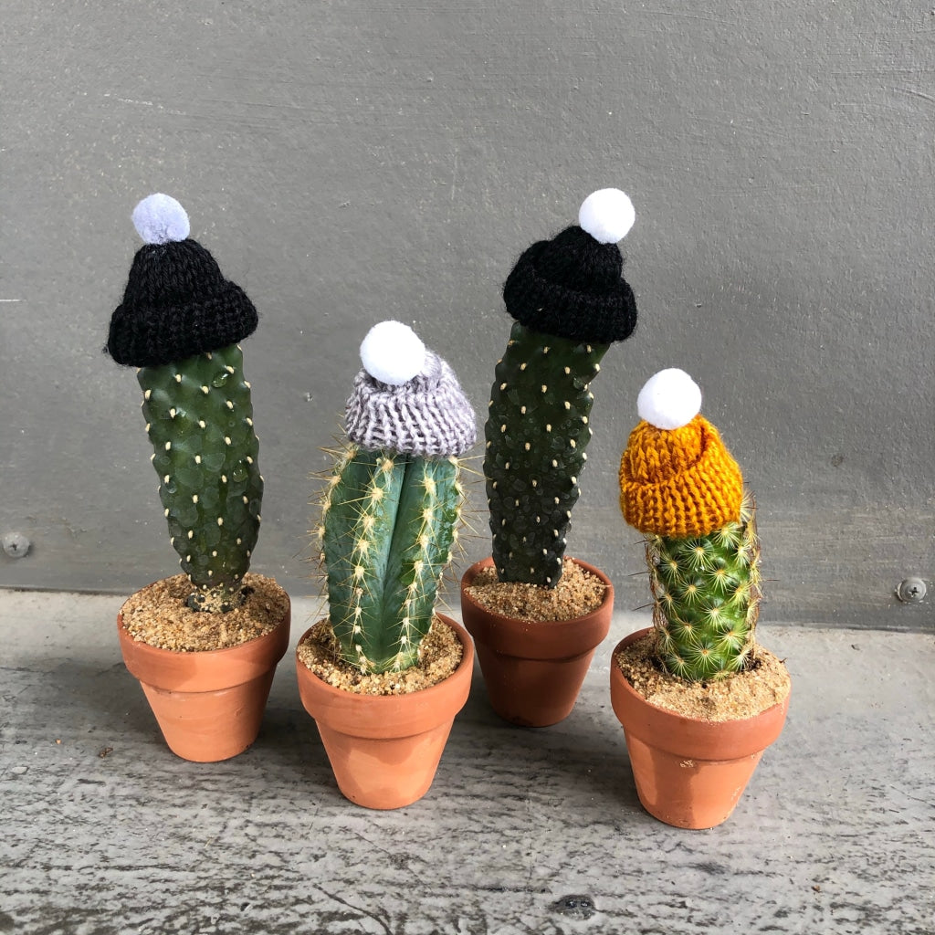 Street Cacti Solo Cactus Neutral Hat Local Delivery