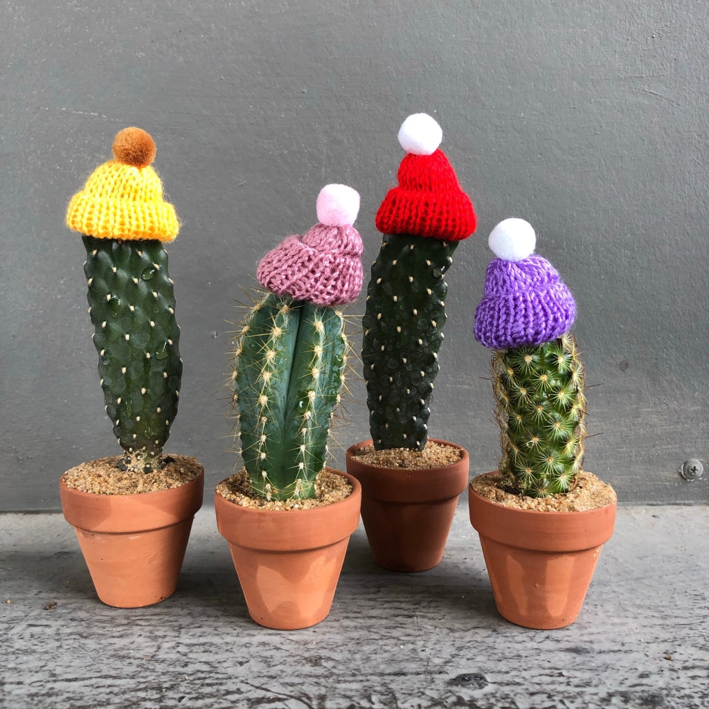 Street Cacti Solo Cactus Purple/mustard Hat Local Delivery