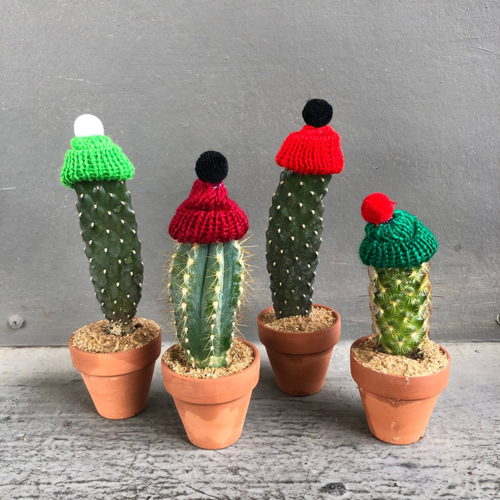 Street Cacti Solo Cactus Red/green Hat Local Delivery