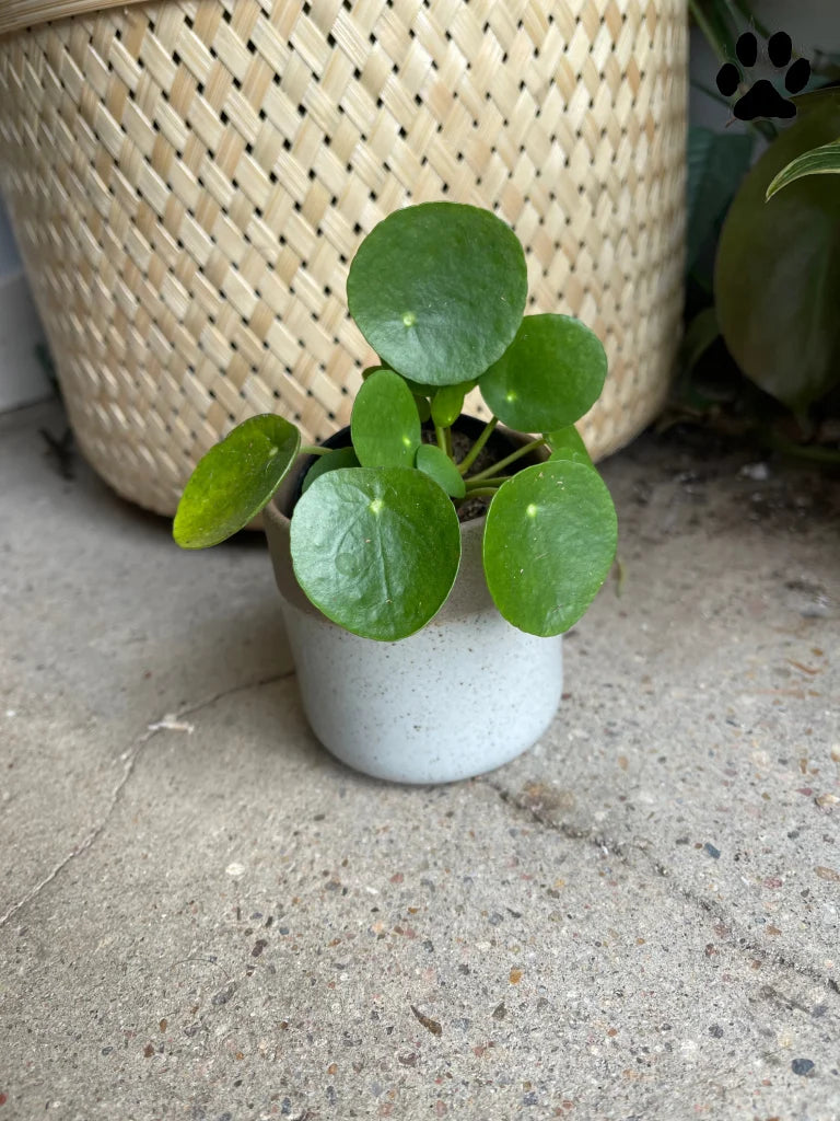 ufo plant pot UFO Plant in Clearly Planter