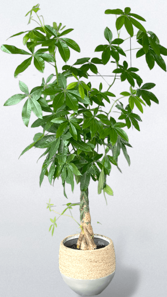 6Ft. Money Tree In Rattan Planter