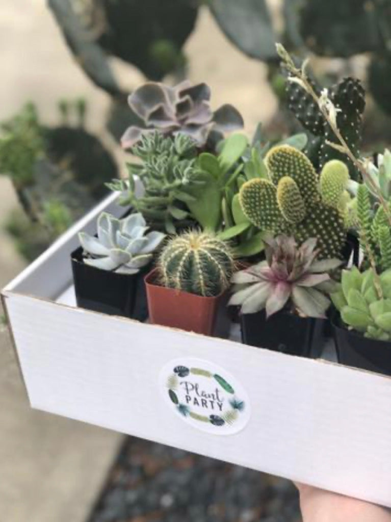succulents and cacti near me Assortment of 5 Succulents + Cacti