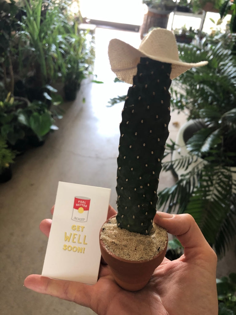 Emulación Saco Fortalecer Cacti Hats | Plant Party