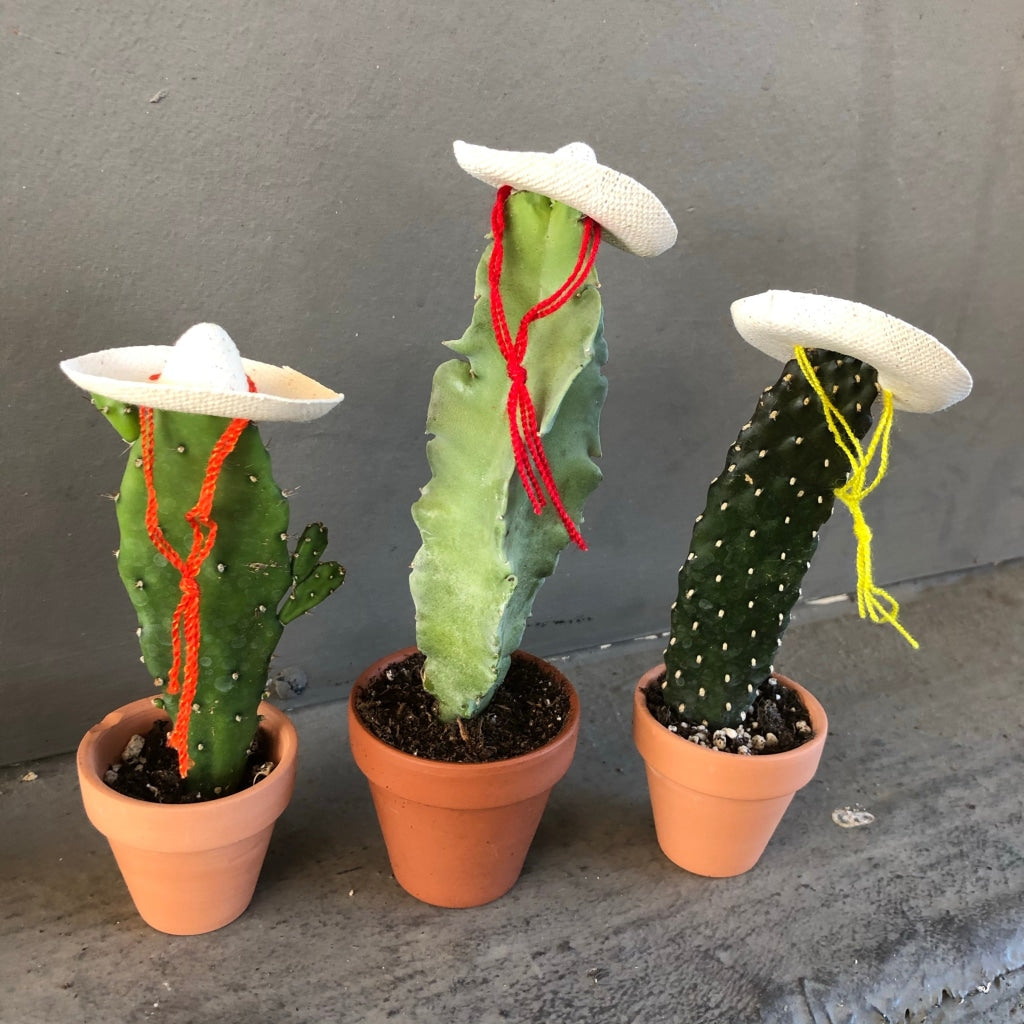Cacti Rico (Choose One Two Or Three Amigos) Trio Houseplant