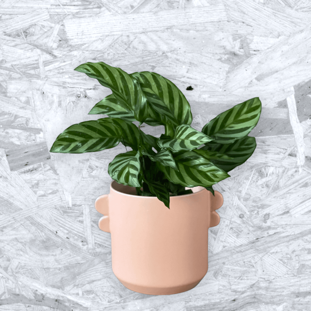 calathea freddie standort Calathea Freddie in Peach Tabs Planter