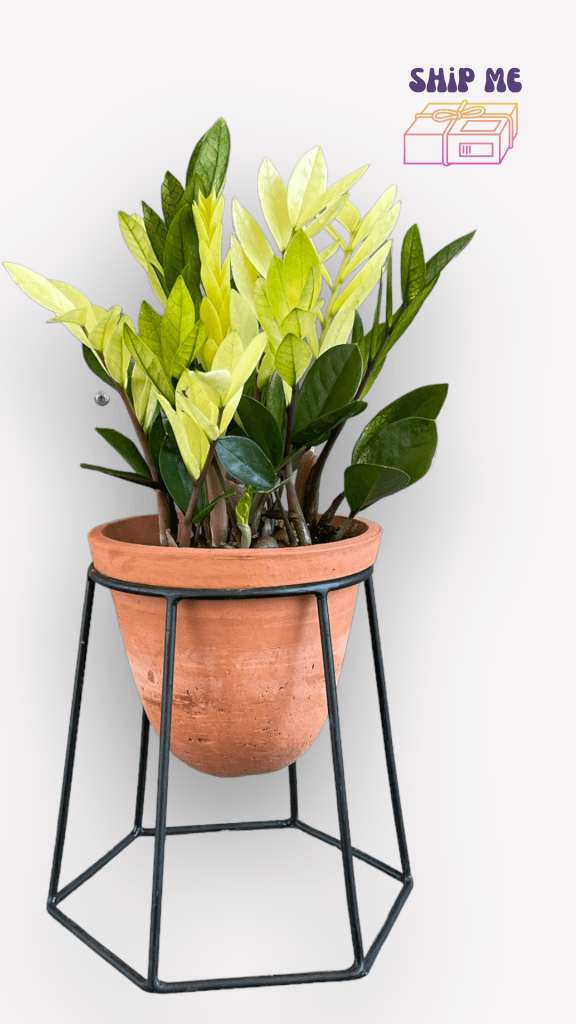 zz plant terracotta Chameleon Zz Plant in Terracotta Stand