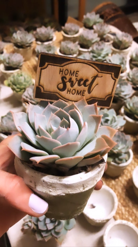 succulent plant favors Custom Plant Tag w/ Succulent + Planter