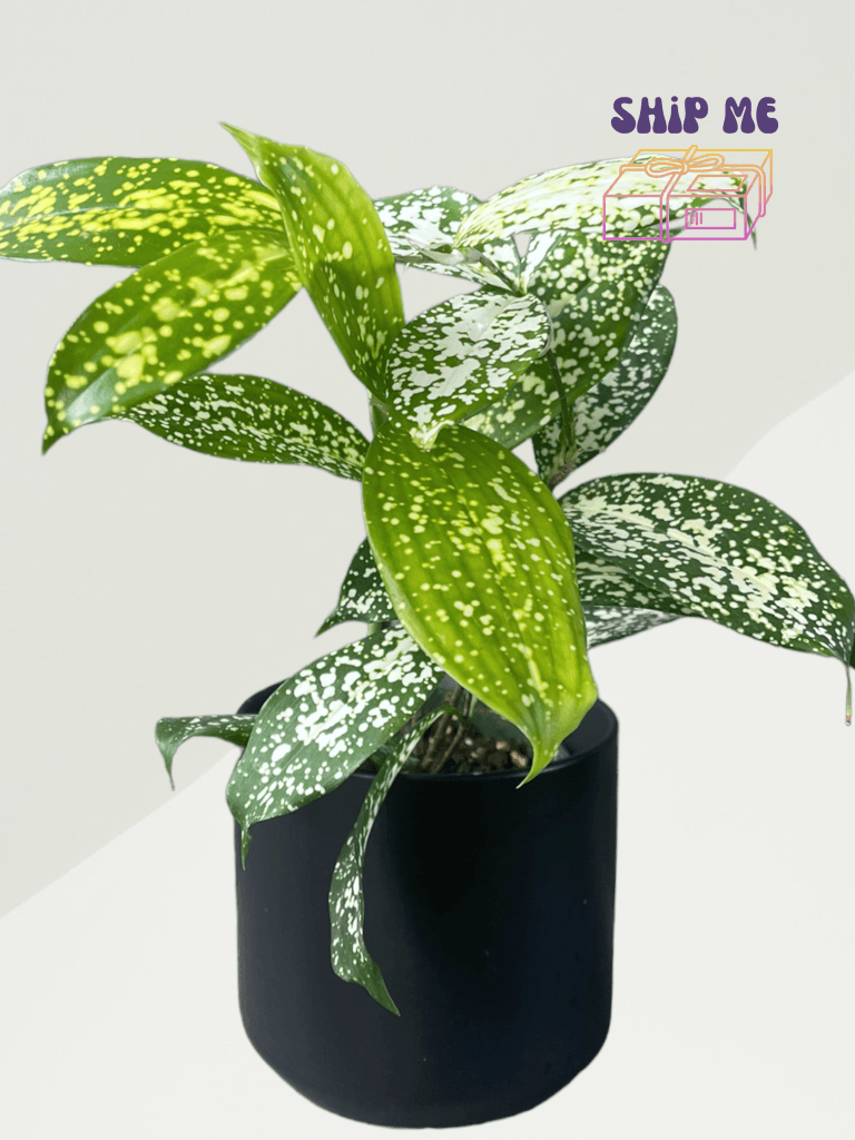 Dracaena Surculosa in Matte Planter