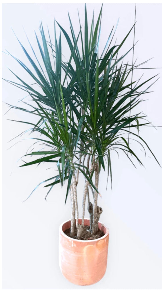 potted plant rental Dragon Tree Potted Rental