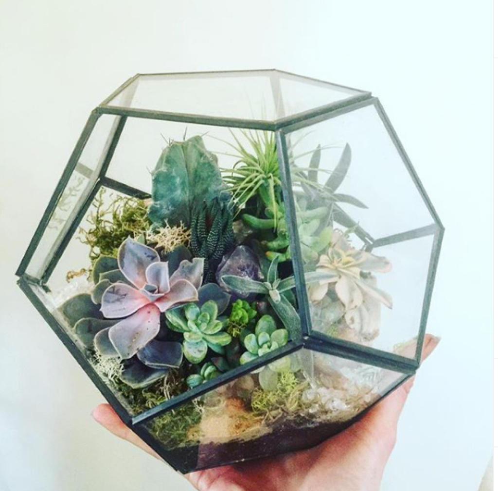 geo house plant Ebony Geo