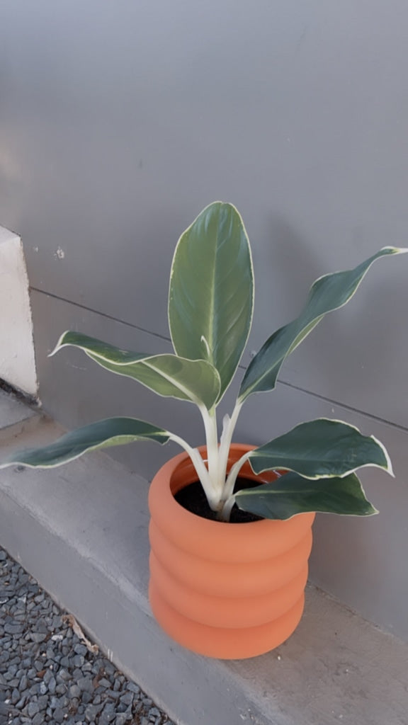 edgy white aglaonema Edgy White Aglaonema in Tubular Matte Terracotta