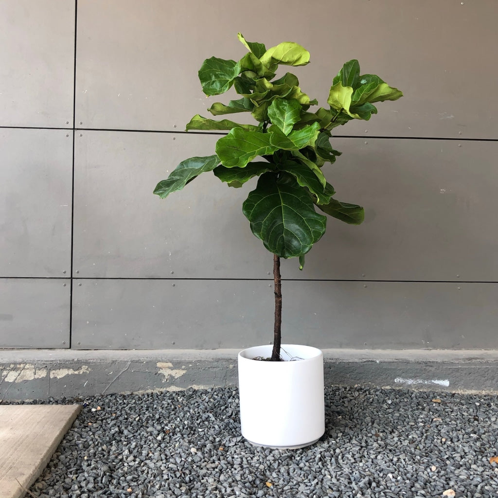 fiddle leaf fig austin Fiddle Leaf Fig Tree Rental