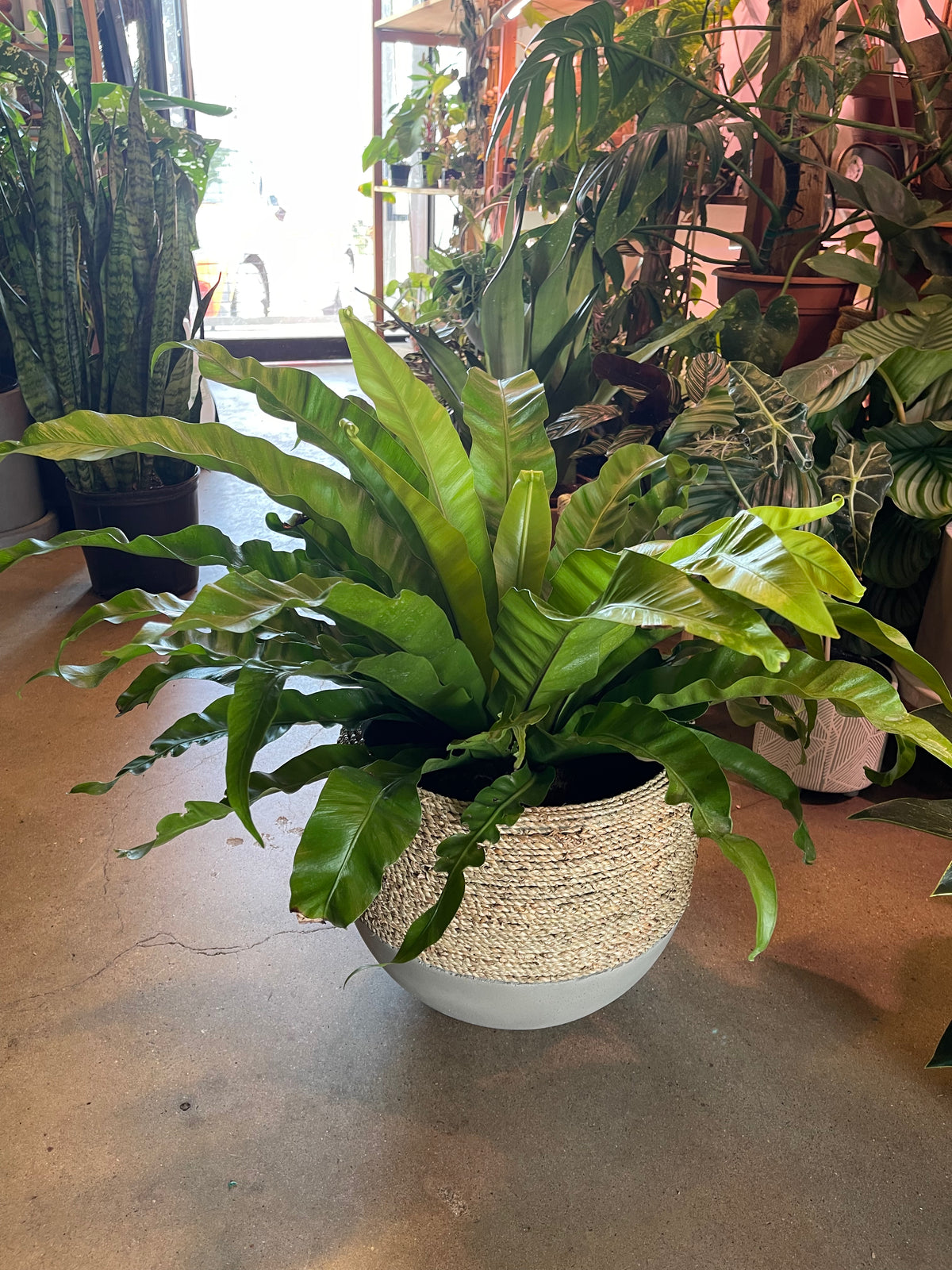 indoor plant hire cost Medium Foliage Plant Rental