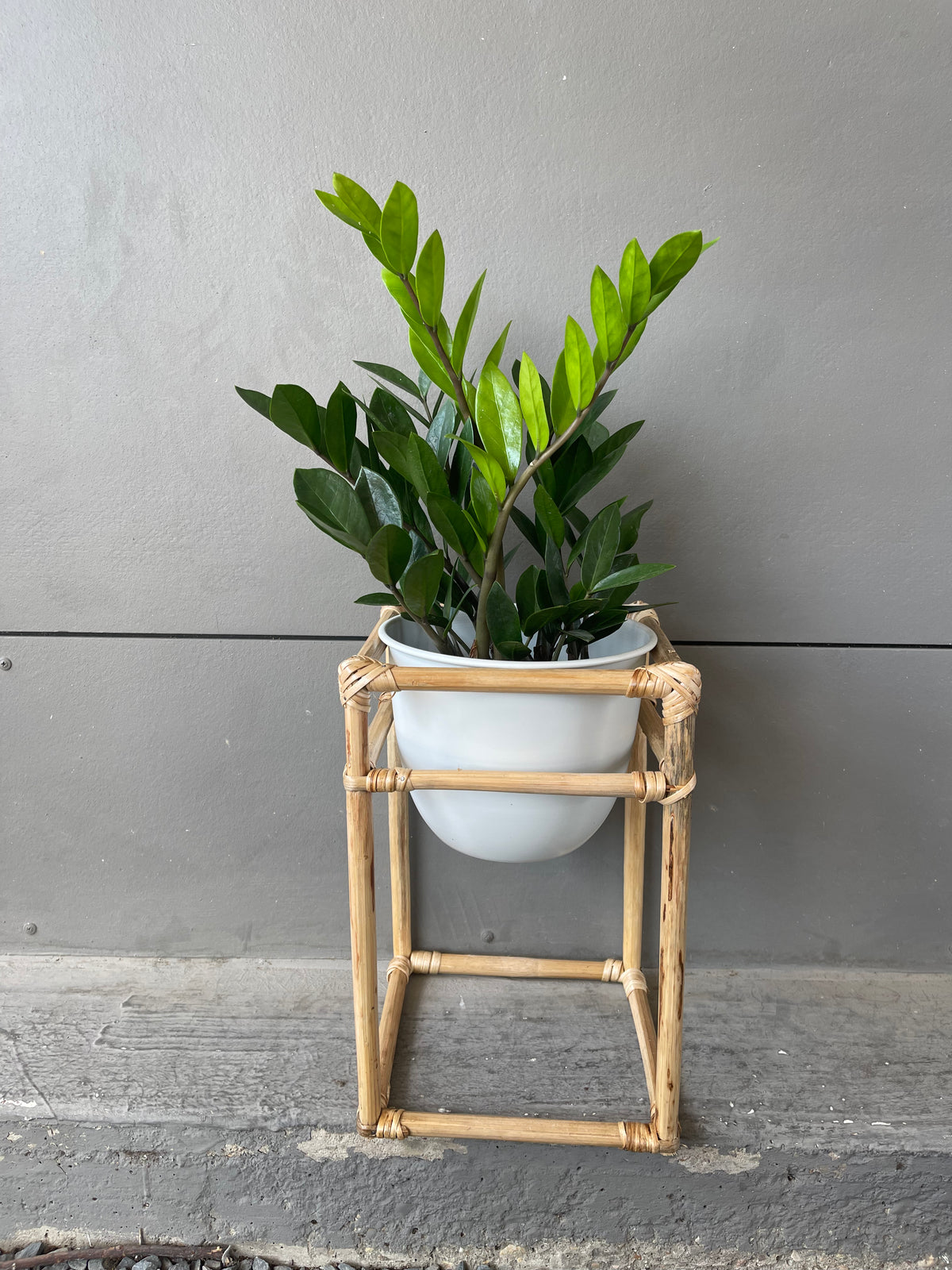 Zz Plant in Rattan Planter Plant Party