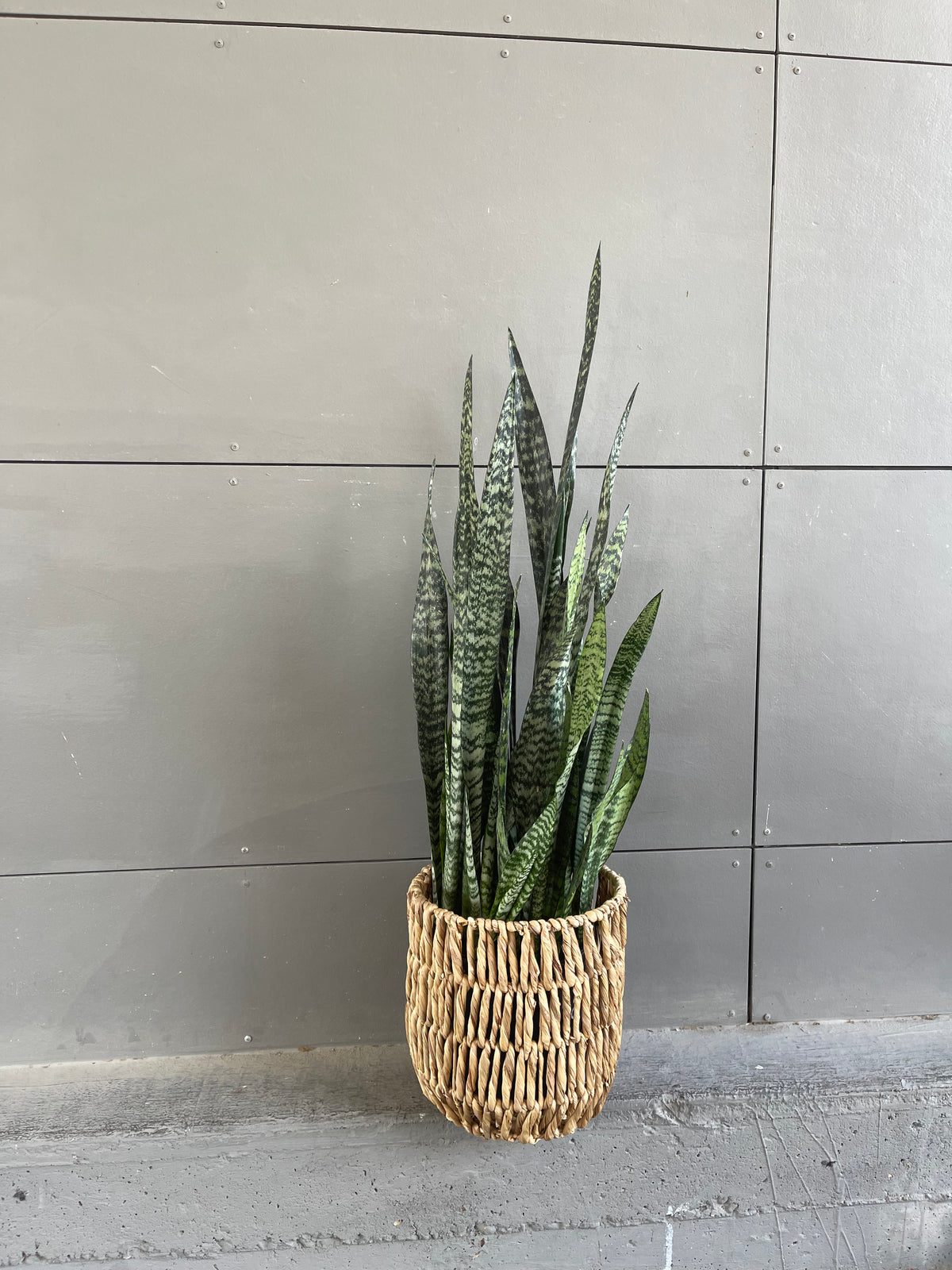 rattan snake plant holder Snake Plant in Rattan Basket