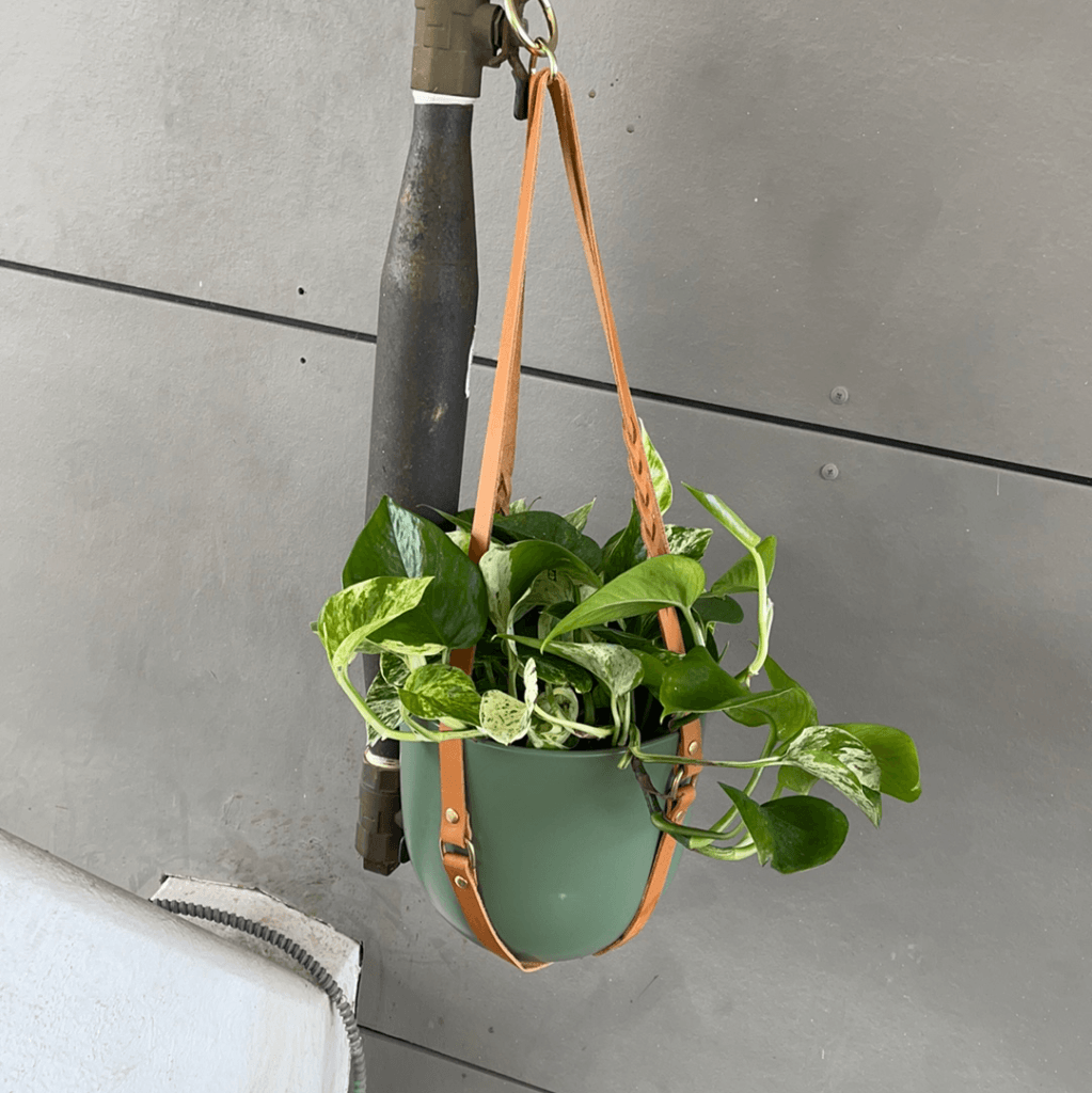 pothos hanger Jade/Marble Queen Pothos in Espacio Leather Hanger