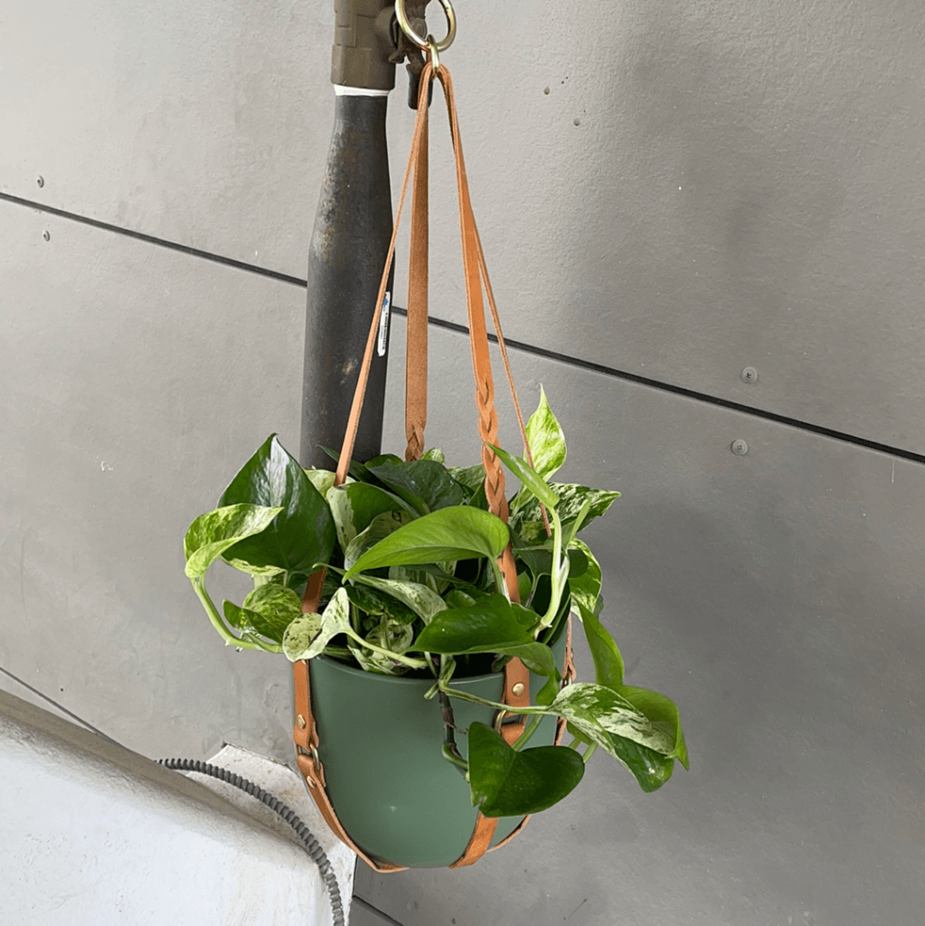 marble and jade pothos Jade/Marble Queen Pothos in Espacio Leather Hanger