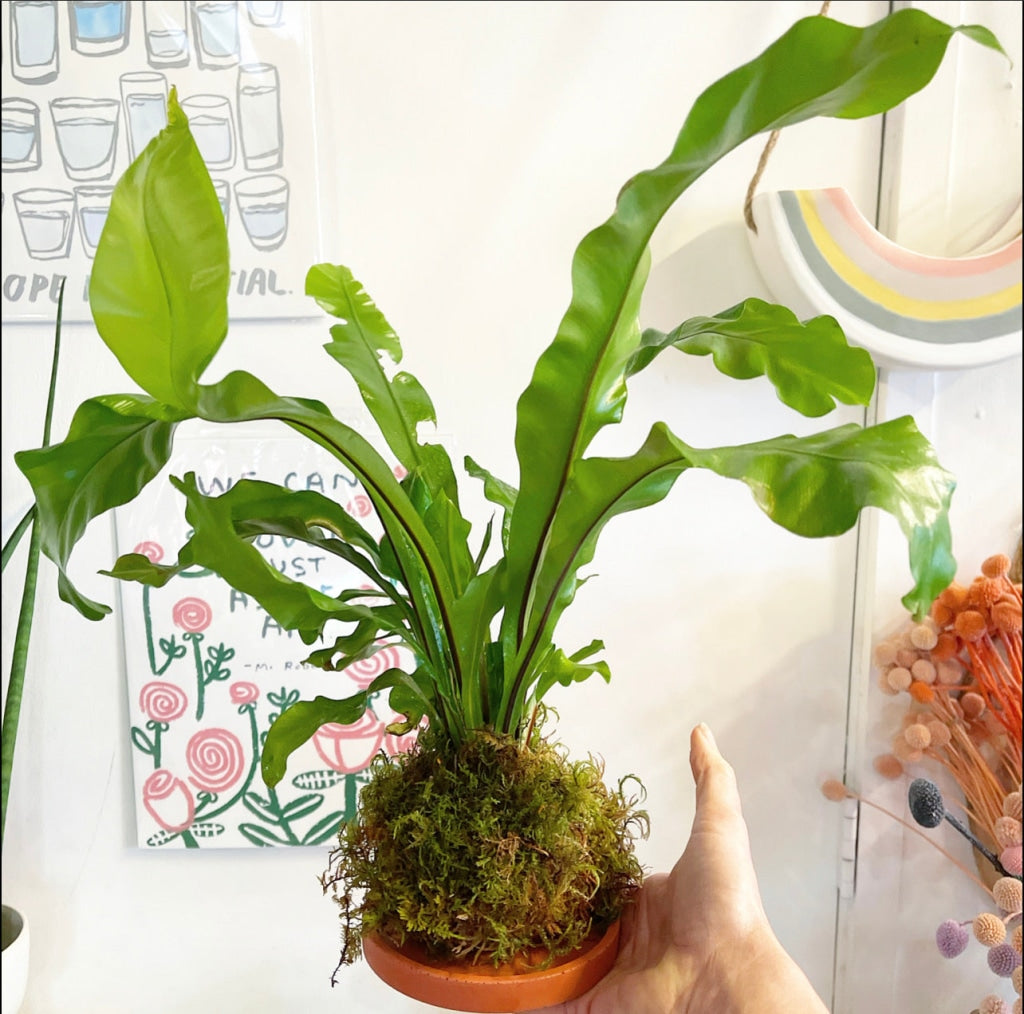 mounted birds nest fern Kokedama Birds Nest Fern