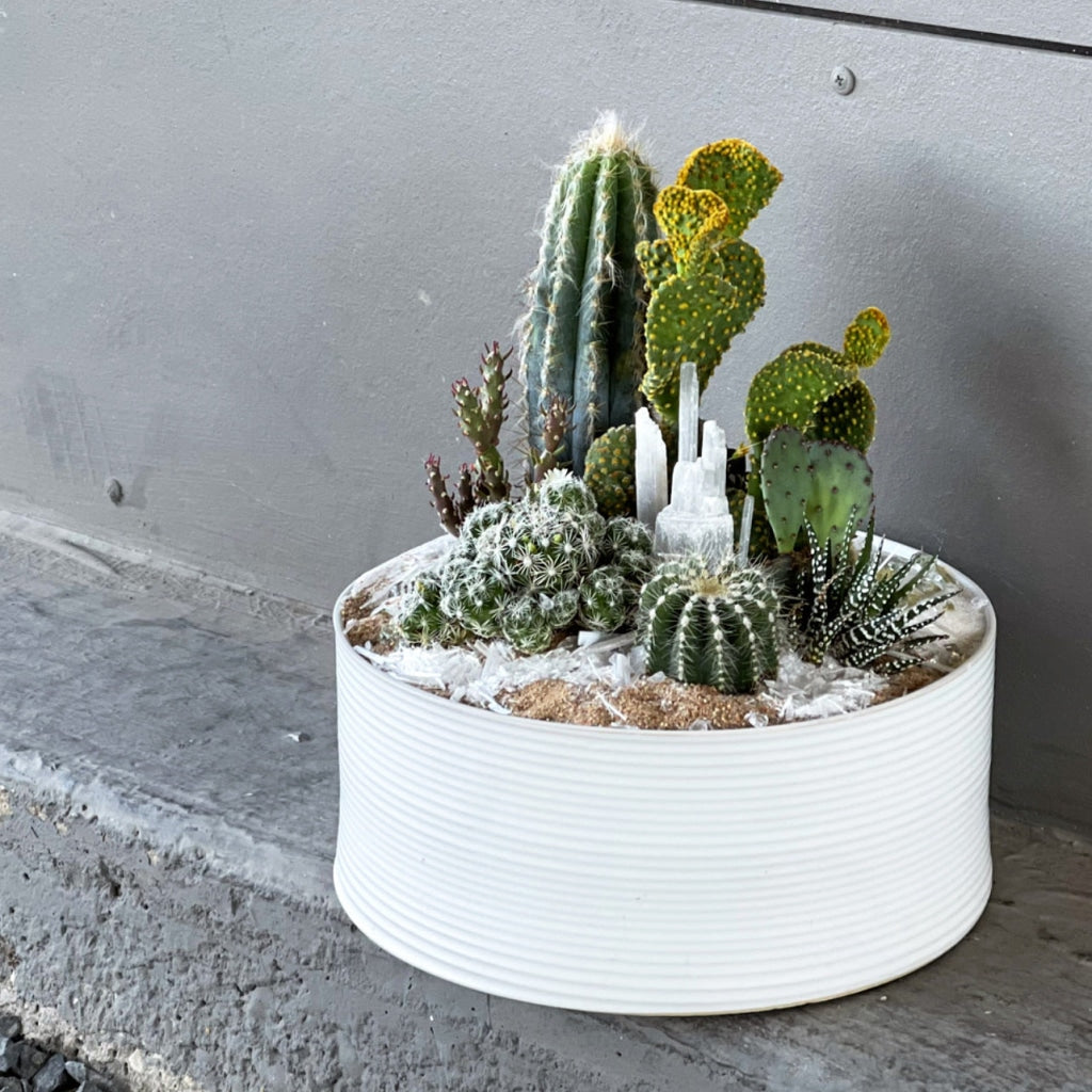 les succulents cactus Les Rubes Cacti Garden
