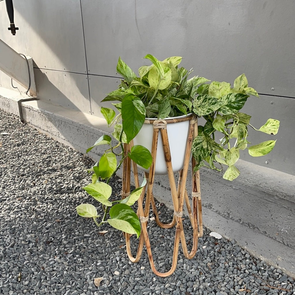 Marble Queen Pothos in Rattan Plant Stand | Plant Party