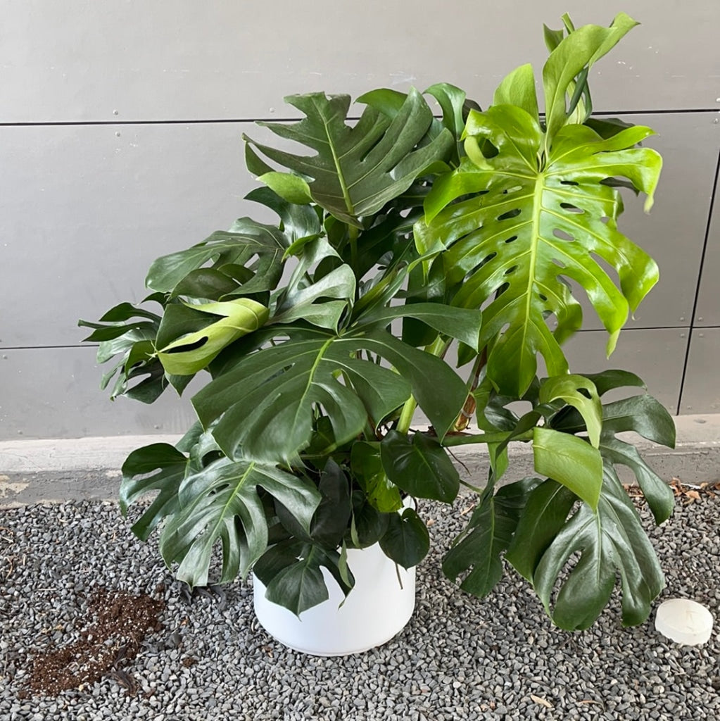 monstera plant pot large Massive Monstera in Matte Planter