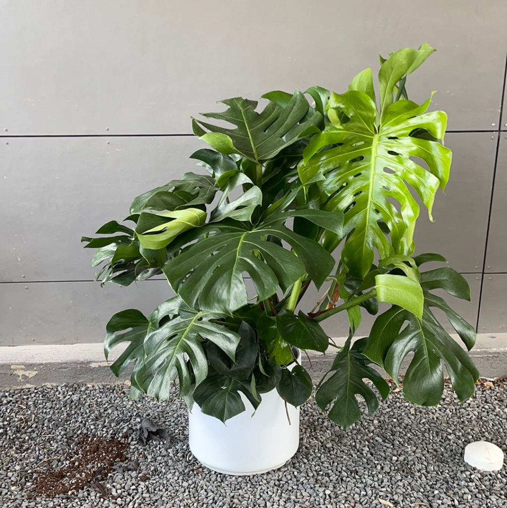 giant monstera Massive Monstera in Matte Planter