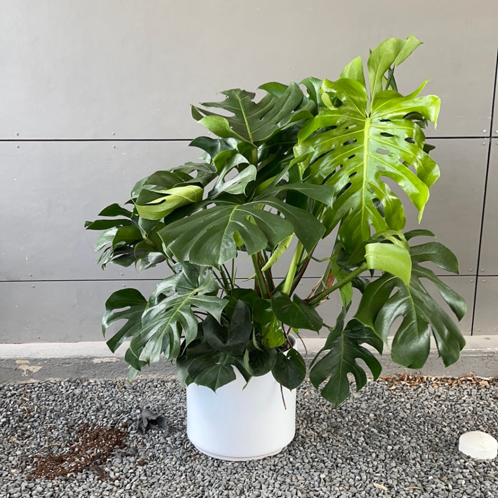large monstera plant pot Massive Monstera in Matte Planter