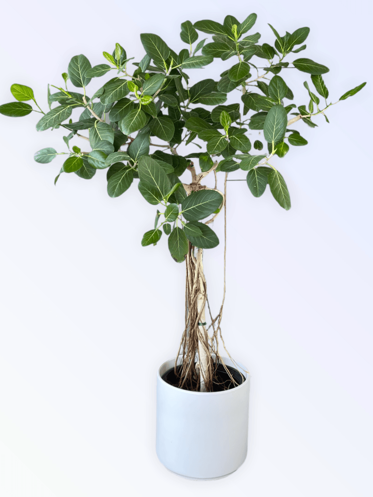 fake ficus audrey Mature Ficus Audrey in Matte Planter