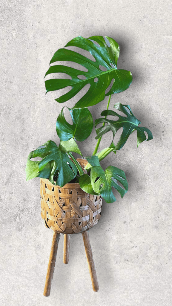 Monstera Deliciosa in Plant Basket Stand