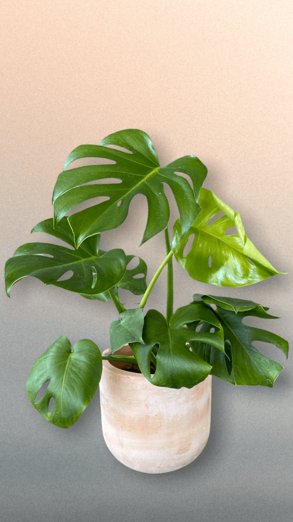 planter monstera Monstera in Terra-cotta Planter